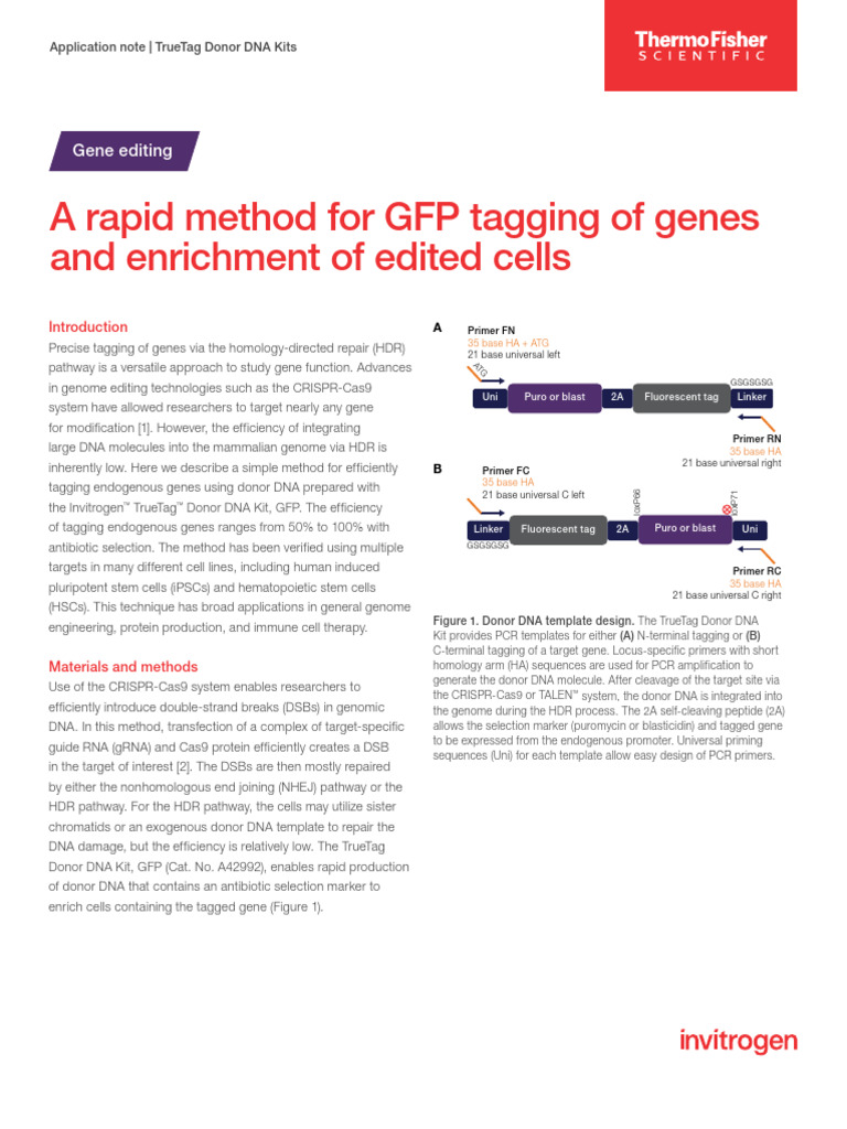 Rapid Method GFP Tagging Genes App Note | PDF | Gene | Dna Repair