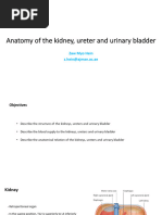 Gerota's Fascia: Anatomy and Imaging Insights | PDF | Kidney | Medical ...