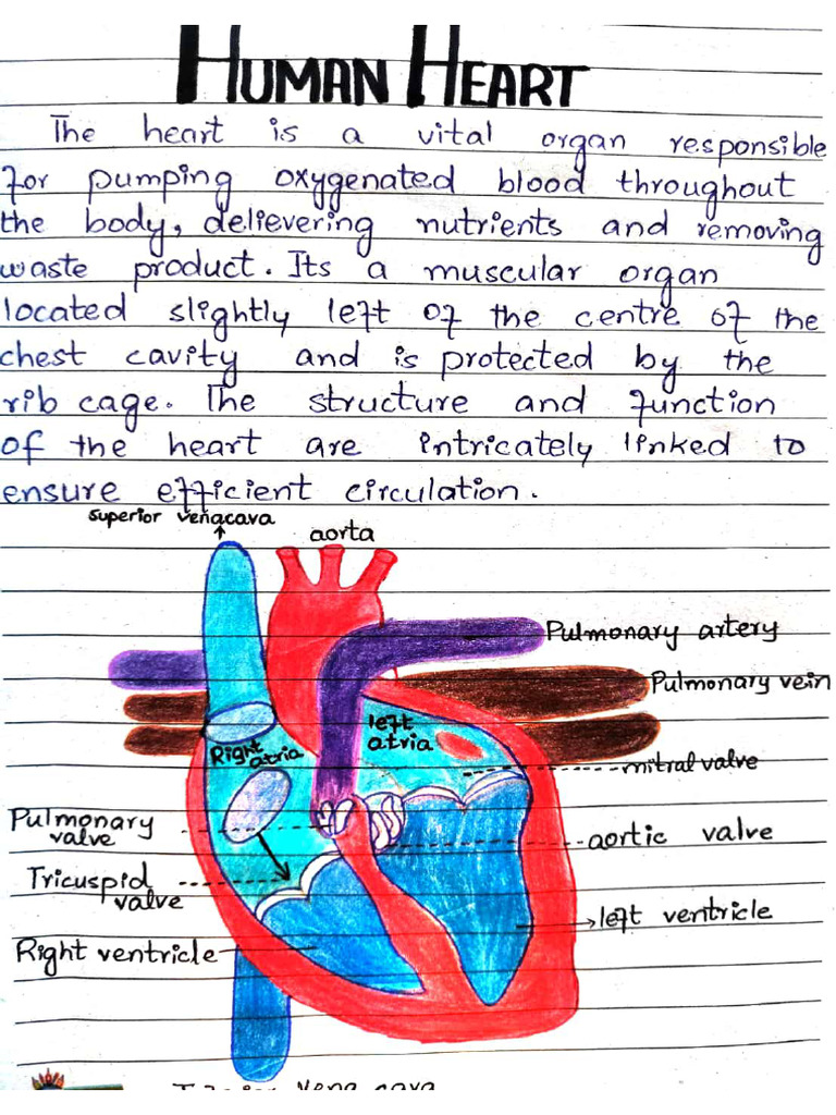 Heart | PDF