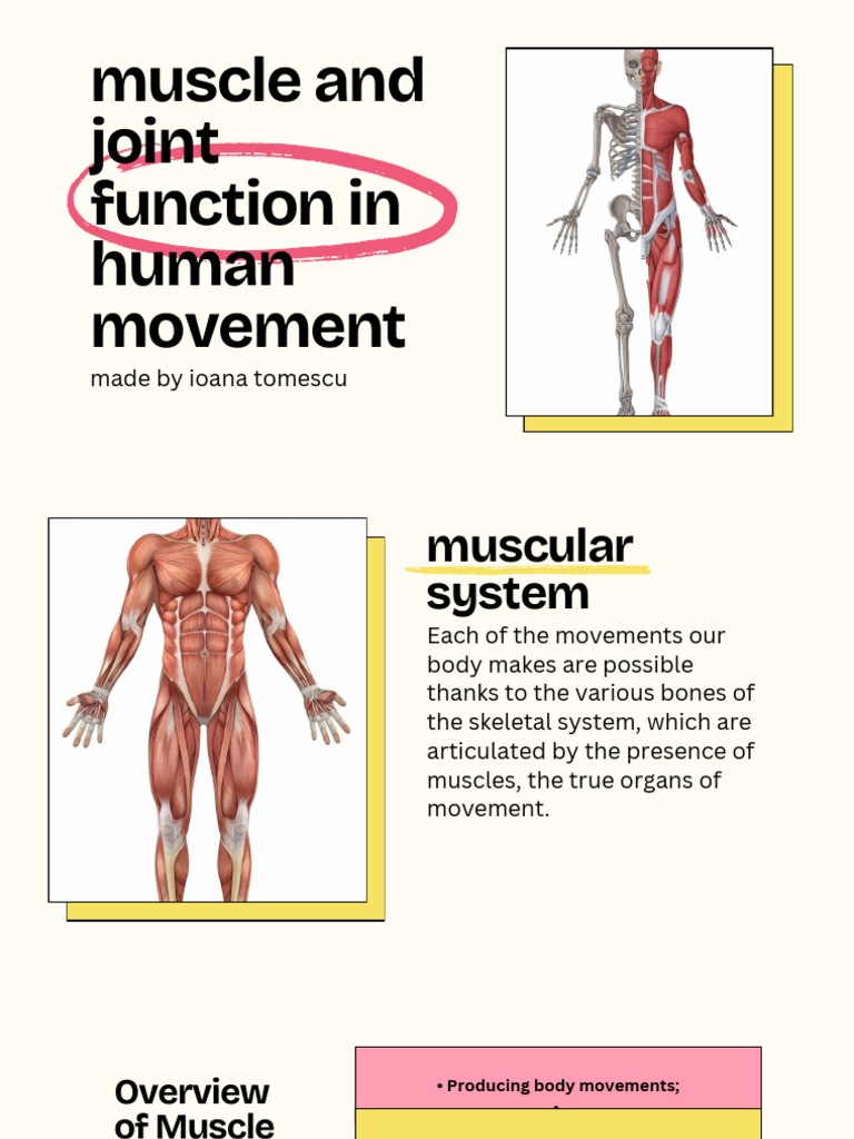 Muscle and Joint Function in Human Movement | PDF | Skeletal Muscle ...