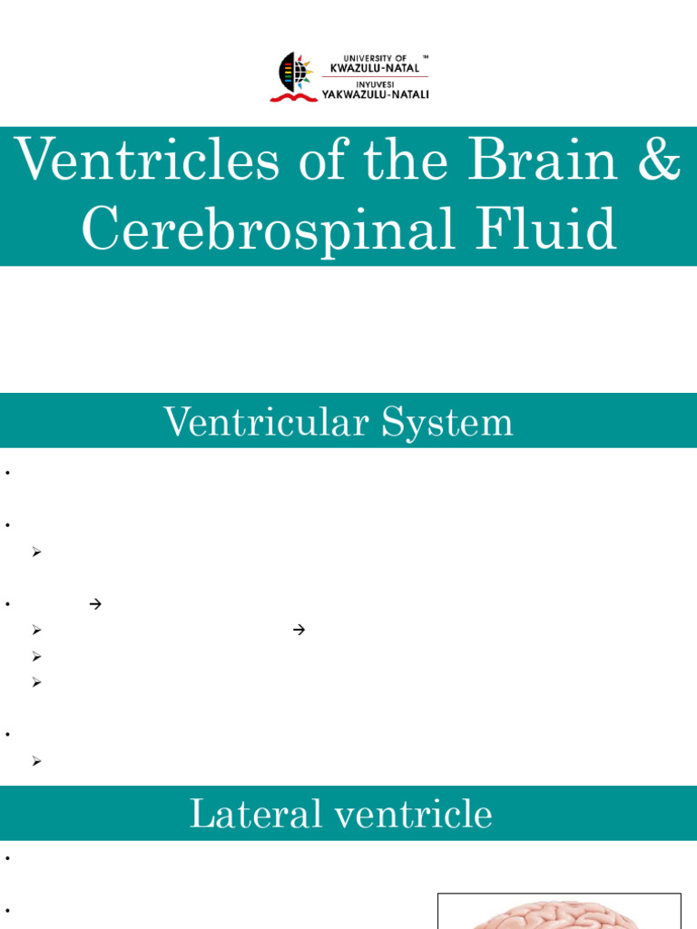 Ventricles of The Brain CSF (CB) | PDF | Cerebrospinal Fluid | Central ...
