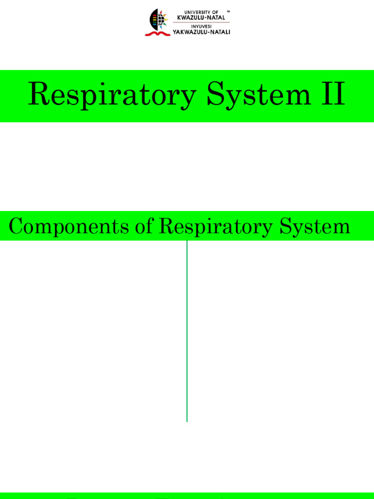 Respiratory System 2 (Lower Airway) - CB | PDF | Lung | Larynx