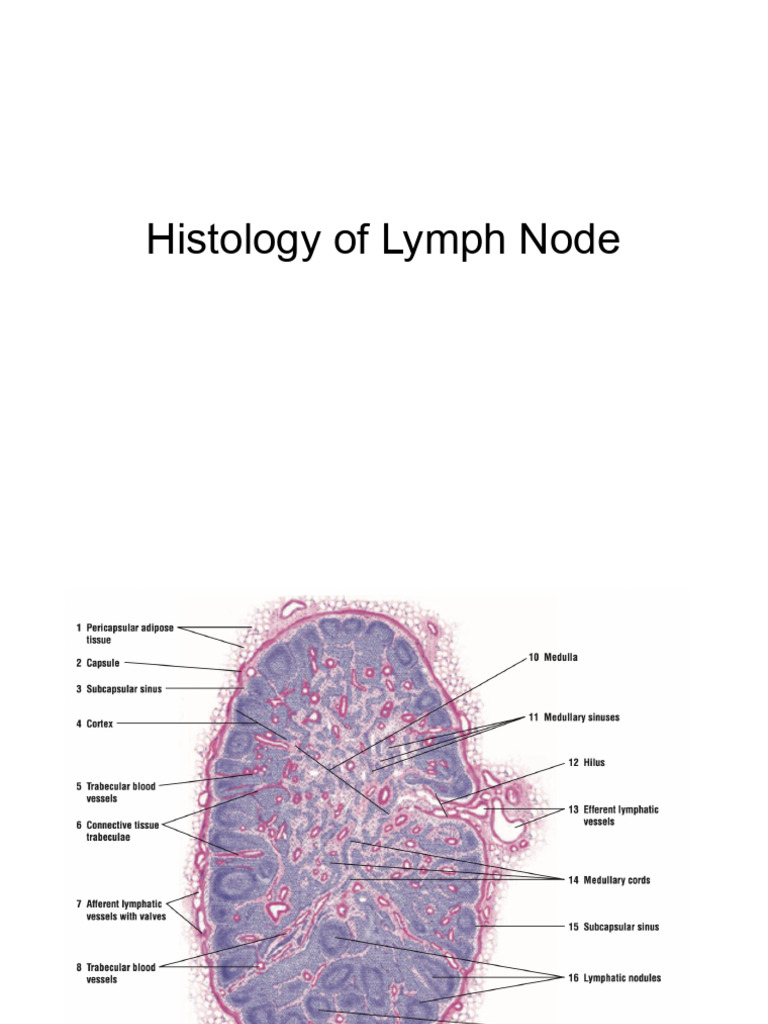 Histology of Lymphoid Tissue | PDF
