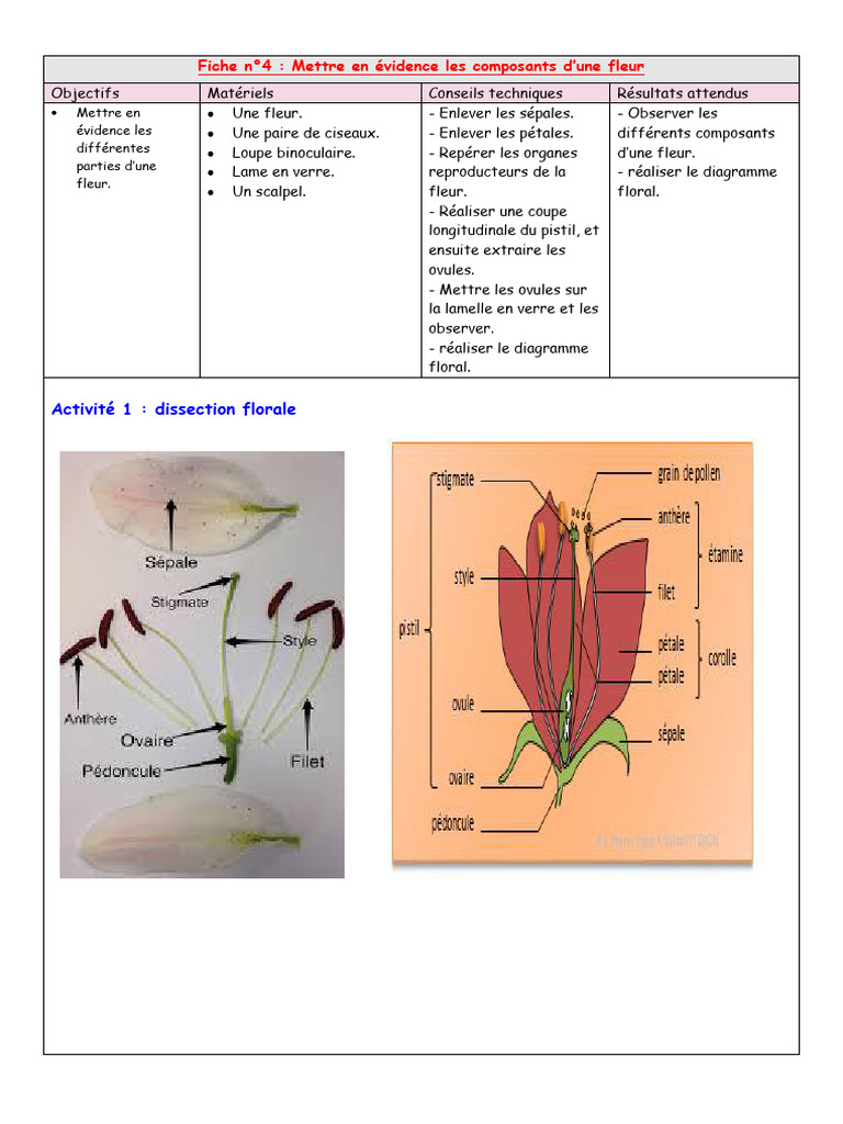Fiche Technique 4 Mise en Evidence Des Composants D Une Fleur | PDF