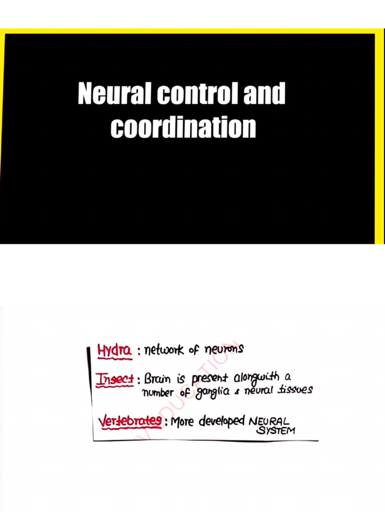 Neural Control & Coordination | PDF