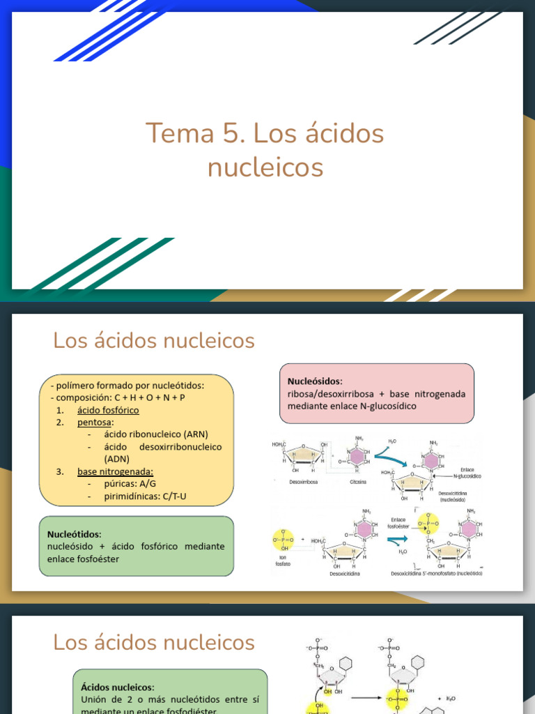 Tema 5. Los Ácidos Nucleicos | PDF | Ácidos nucleicos | Rna