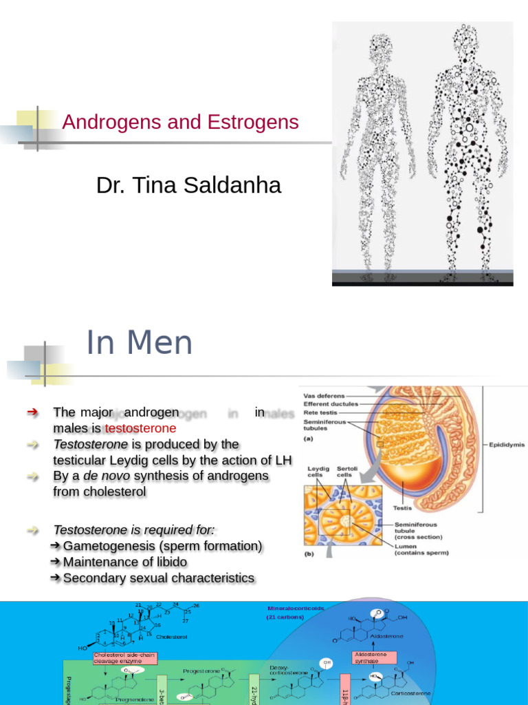Dr. Tina Saldanha: Androgens and Estrogens | PDF | Androgen | Estrogen