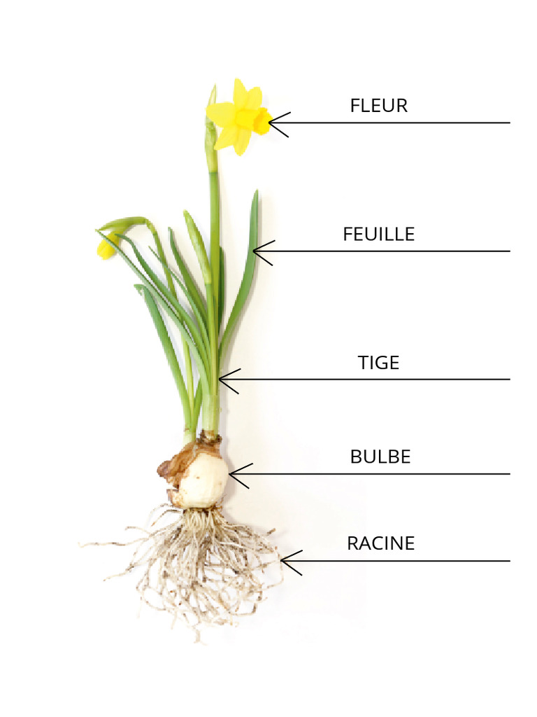 Plantes À Fleur | PDF