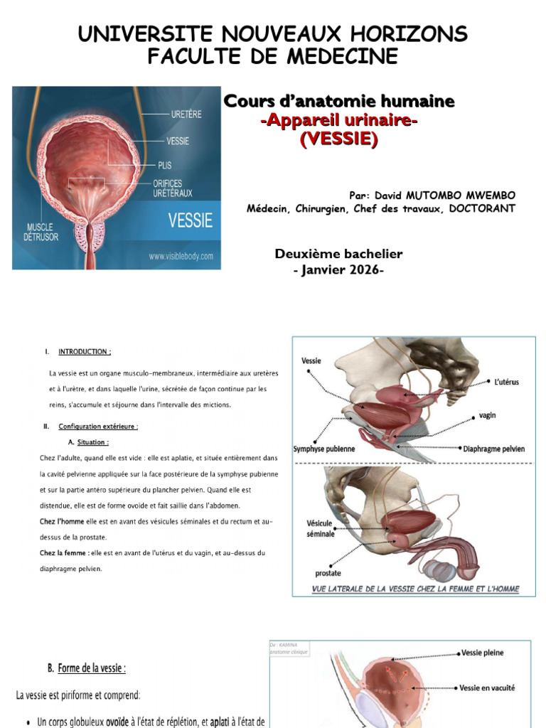 Anatomie Vessie UNH | PDF