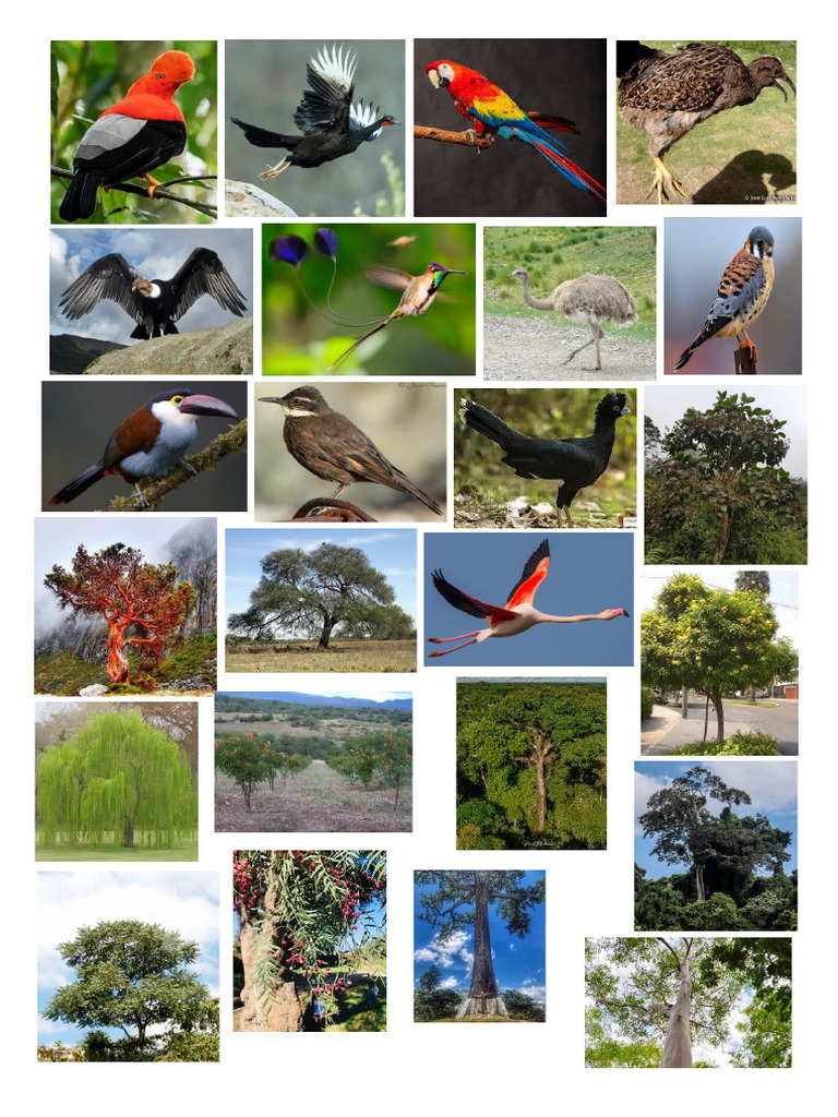 Arboles y Aves | PDF