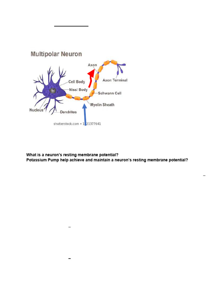 BIOL20 Nervous System HW Fall 2020 KEY | PDF | Action Potential | Axon