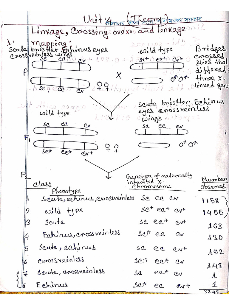 Genetics Math | PDF