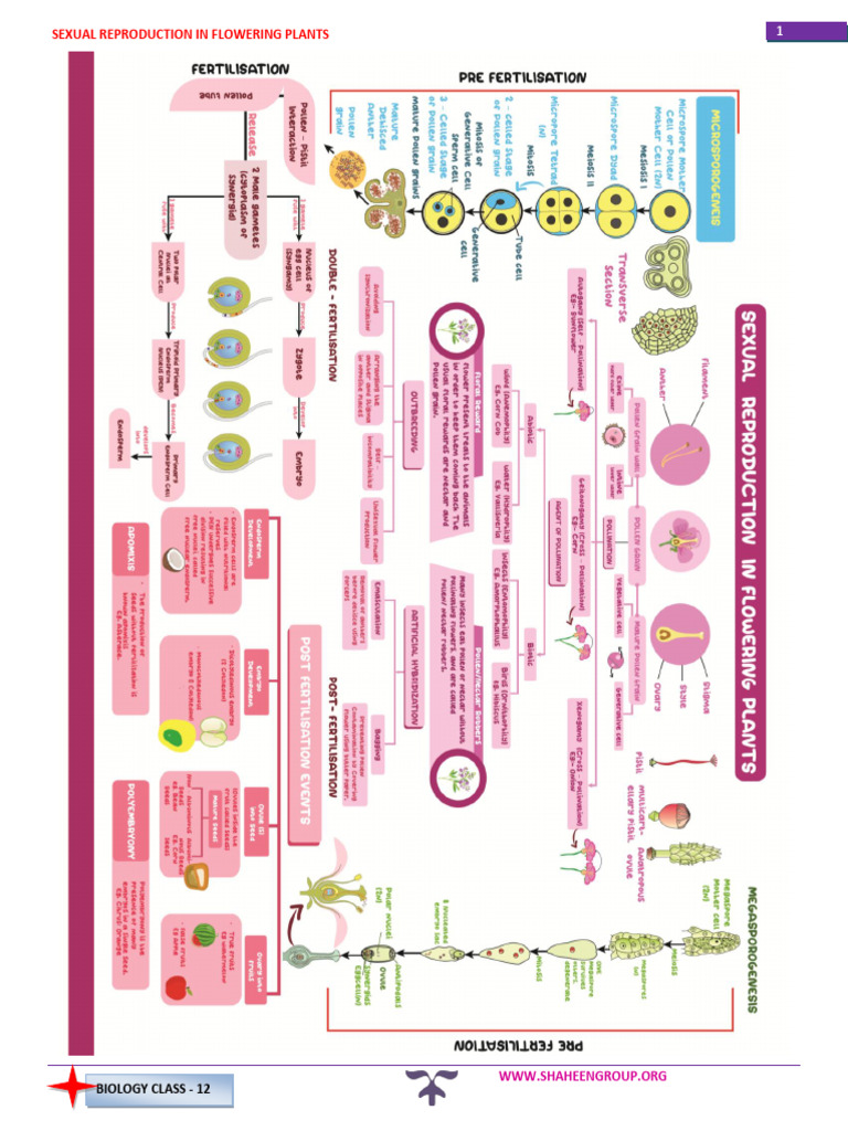 Sexual Reproduction Module | PDF | Flowers | Ploidy