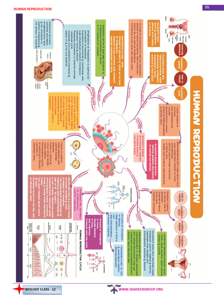 Human Reproduction Module | PDF