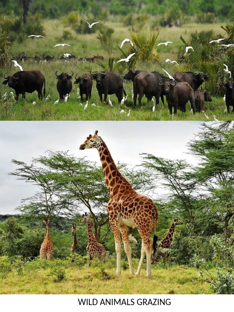 Animals Grazing | PDF