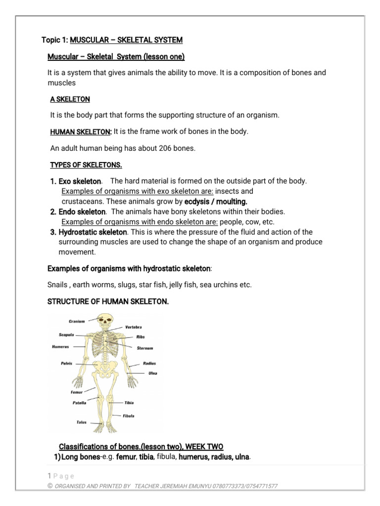 P 7 Science Lesson Notes Updated | PDF | Musculoskeletal System