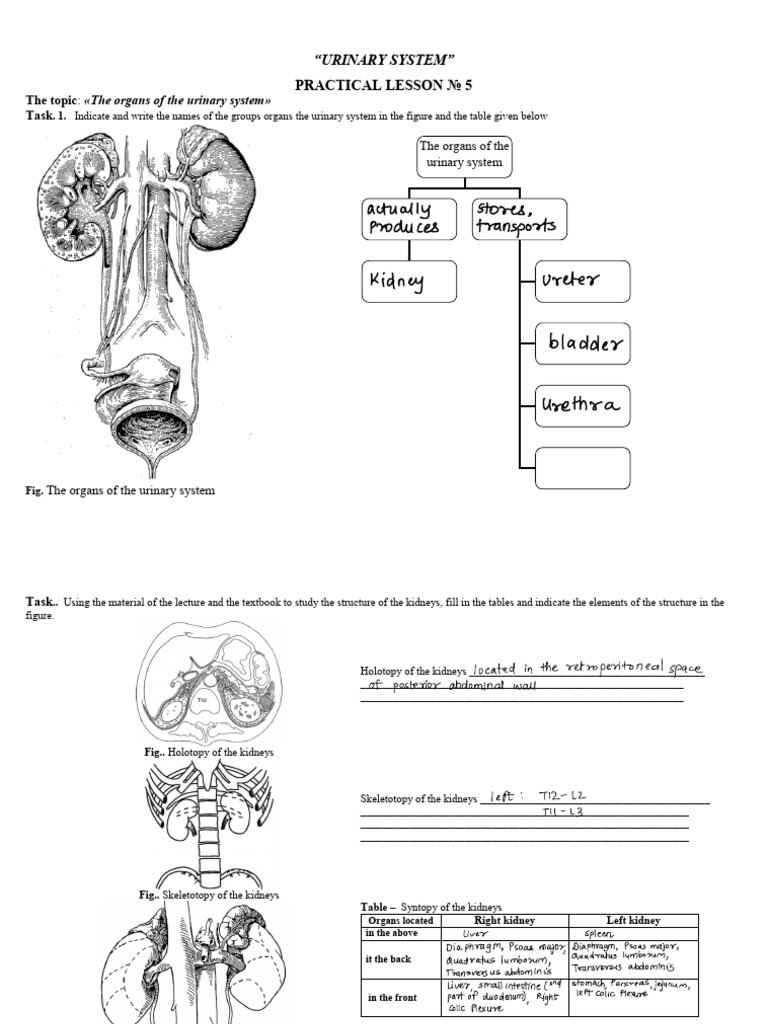 Urinary System PDF | PDF | Kidney | Urinary System