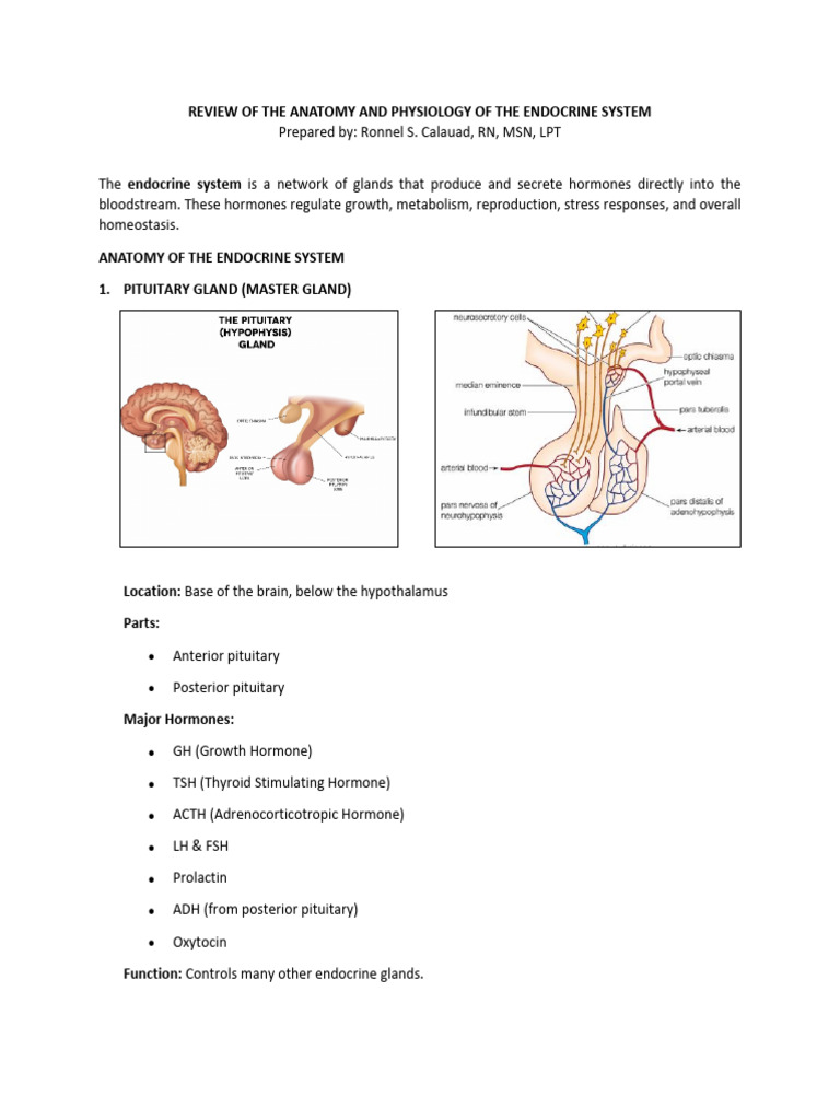 Review of The Anatomy and Physiology of The Endocrine System | PDF ...