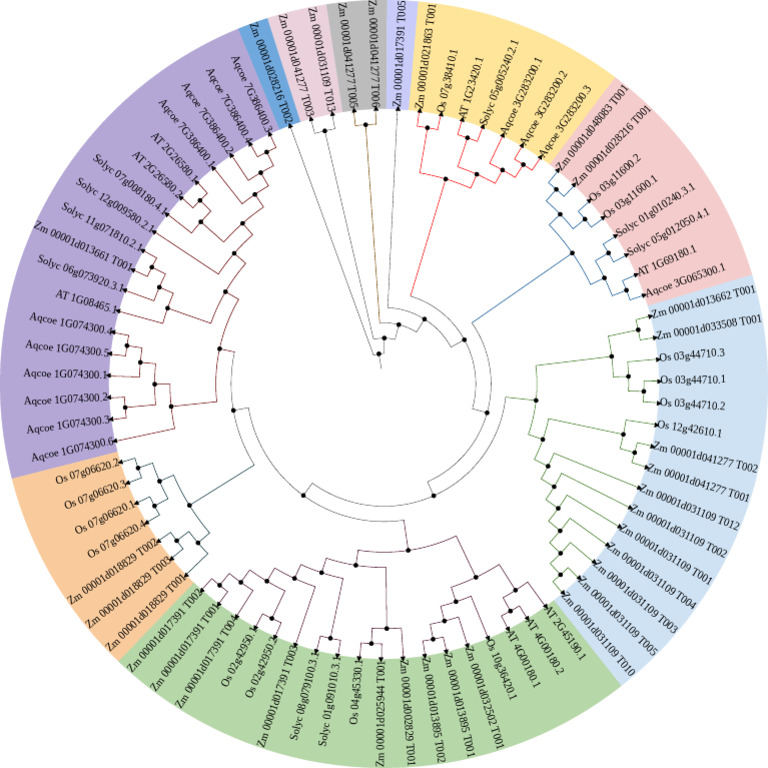 Phylogenic Tree | PDF