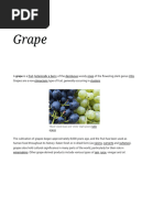 World's Largest Grape: 10.12 kg Record | PDF | Vitis | Grape