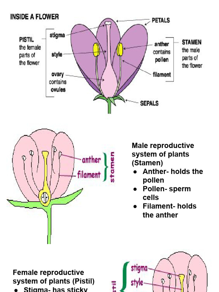 Angiosperm Life Cycle (Flower Parts, Pollination, Fertilization) | PDF