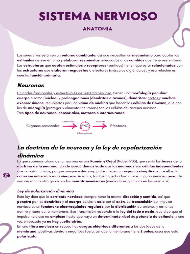 Apuntes Anatomía Sistema Nervioso | PDF | Neurona | Sinapsis