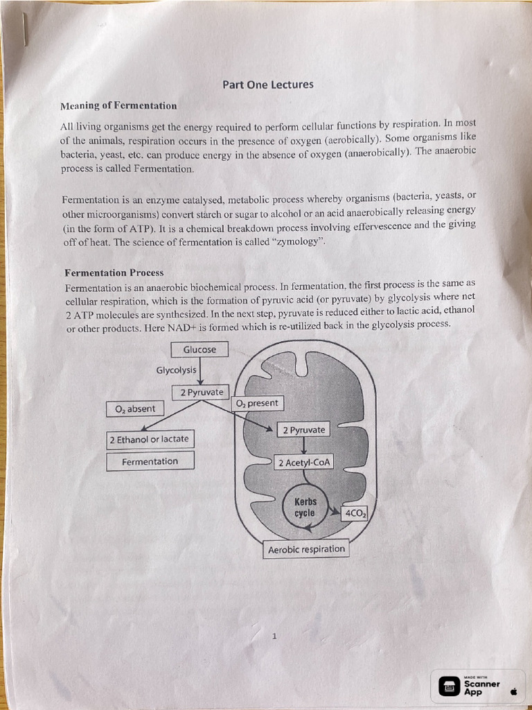 Fermentation | PDF