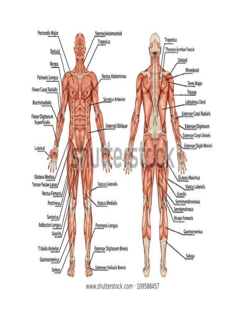 Muscular System | PDF