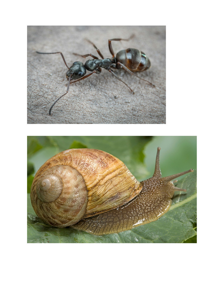 Mini Beasts | PDF