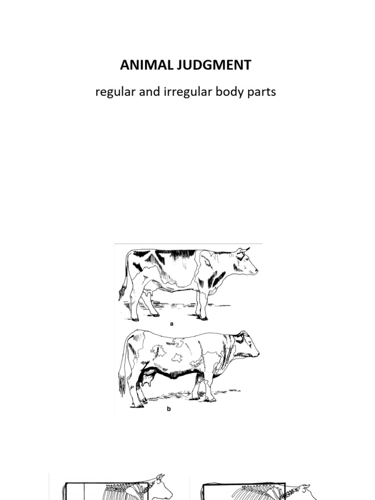 Animal Judgement 2025 | PDF