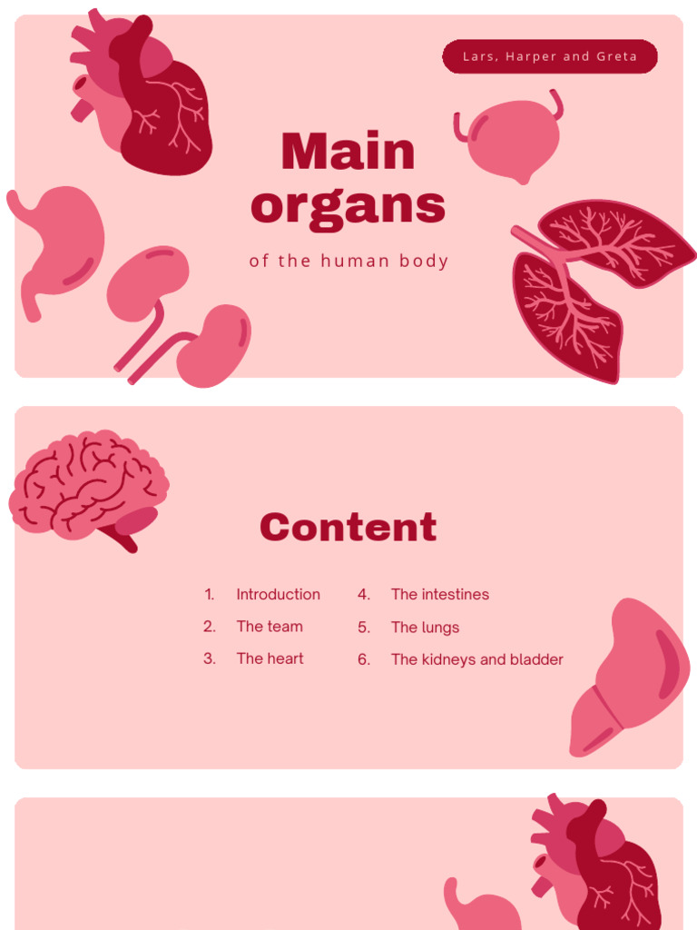 Pink and Red Flat Human Organs Anatomy Presentation | PDF