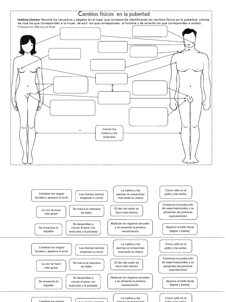 Cambios Fisicos y Emocionales en La Pubertad | PDF