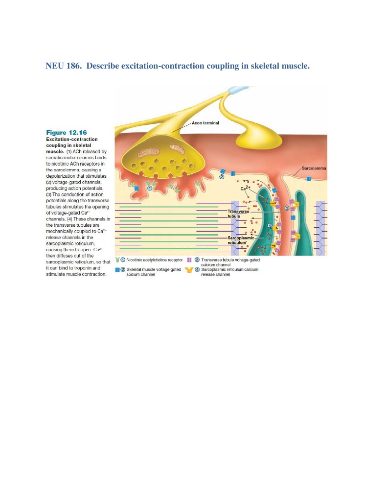 Excitation-Contraction Coupling in Skeletal Muscle | PDF