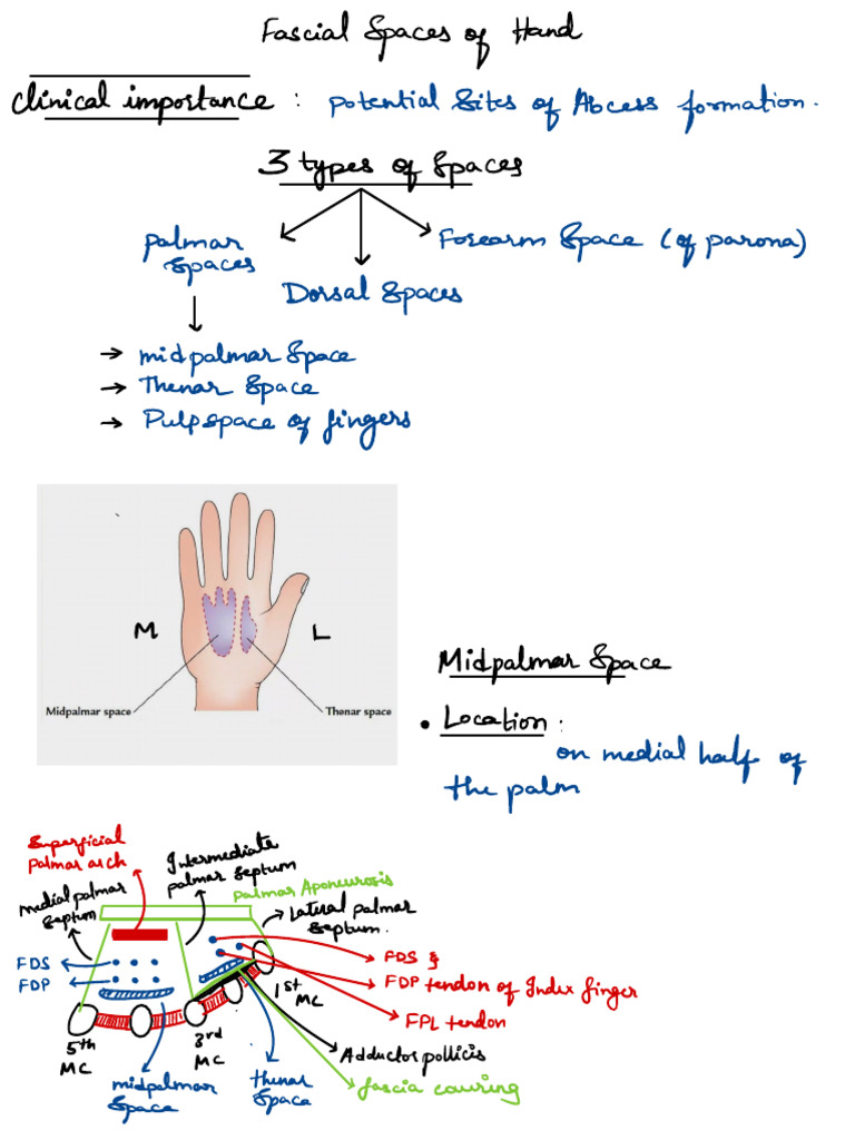 Fascial Spaces of Hand | PDF | Hand | Anatomical Terms Of Location