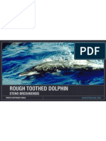 Rough Toothed Dolphin Facts