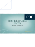 Spinner Dolphin Facts - Stenella longirostris
