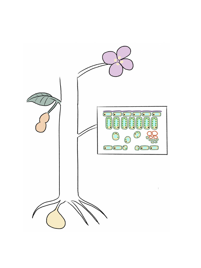 B6 Drawing Print | PDF