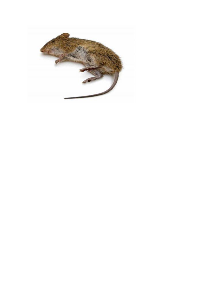 Mice | PDF