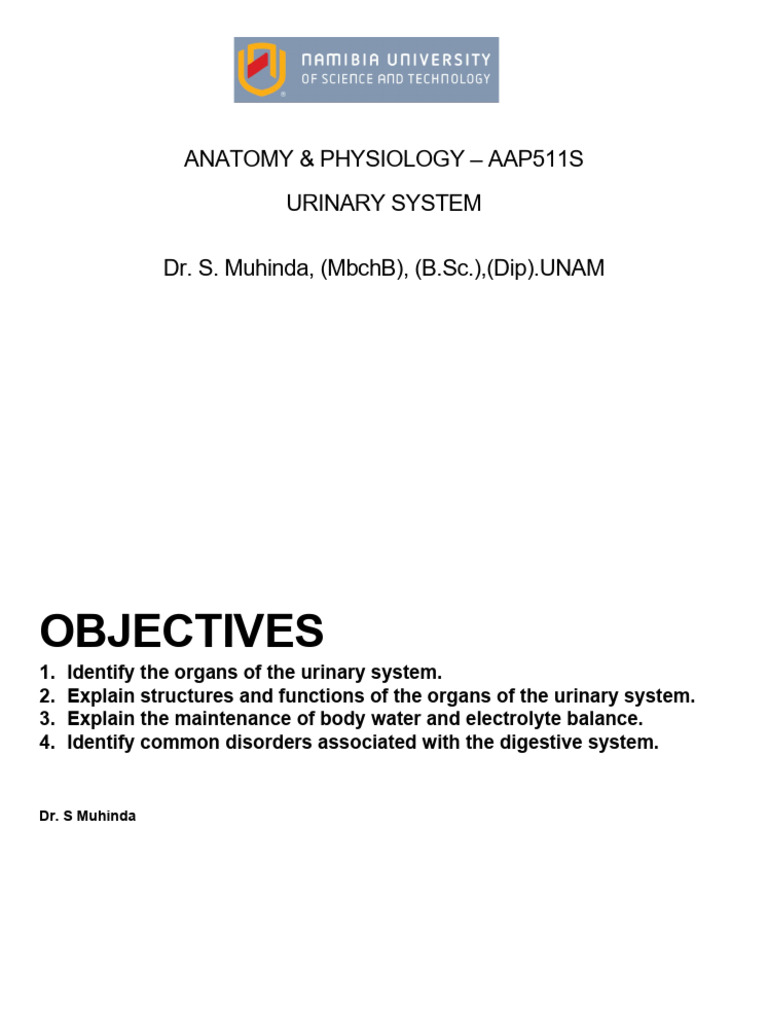 Unit 13-Urinary System | PDF | Kidney | Urinary System