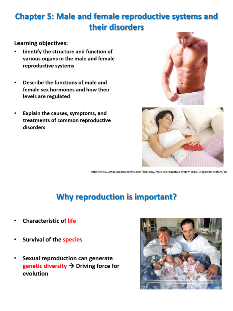 APP Chapter 5 Reproductive System Disorders | PDF | Reproductive System ...