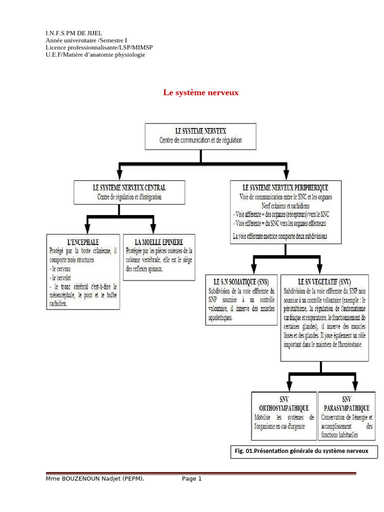 Cours 13 (Le Système Nerveux) | PDF | Nerf | Système nerveux