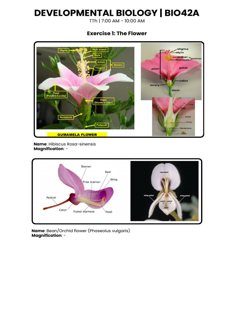Developmental-Biology-Bio42a 20260226 080631 0000 | PDF | Branches Of ...