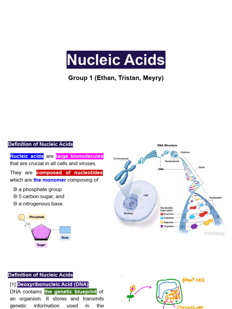 Group 1 (Nucleic Acids) | PDF | Nucleic Acids | Nucleotides