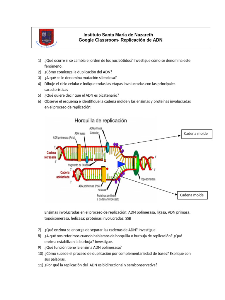 Replicación de ADN | PDF | Replicación De Adn | Adn