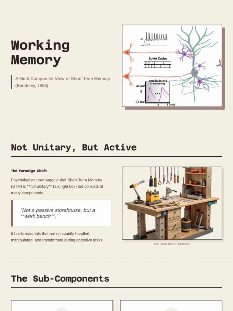 Working Memory | PDF