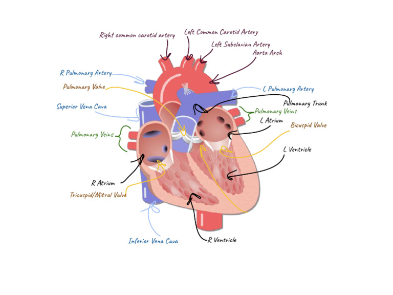 Heart Diagram | PDF