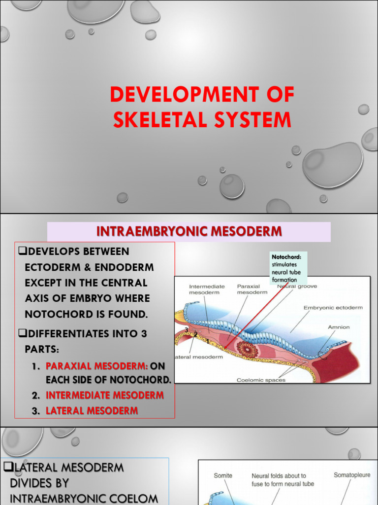 Development of Skeletal System Embryology | PDF | Vertebra | Bone