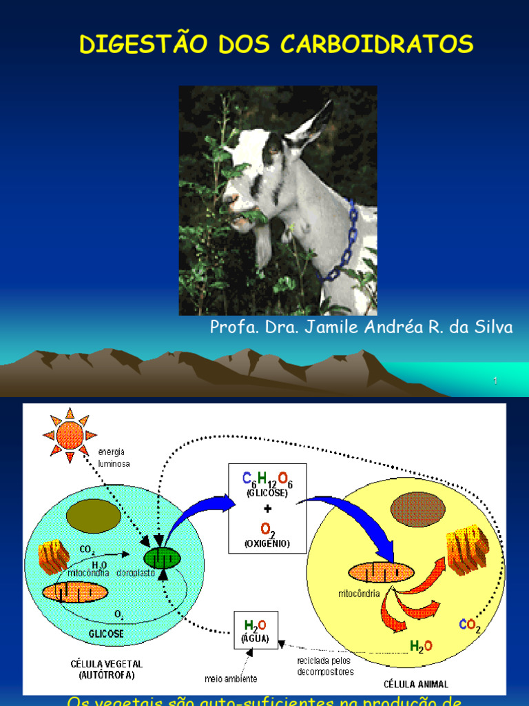 Aula 3 - Digesto e Metabolismo de Carboidratos1 | PDF | Ciclo do ácido ...