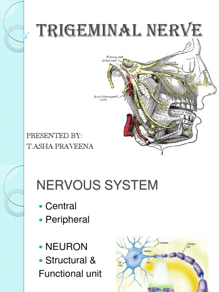 Trigeminal Nerve | PDF | Human Head And Neck | Animal Anatomy