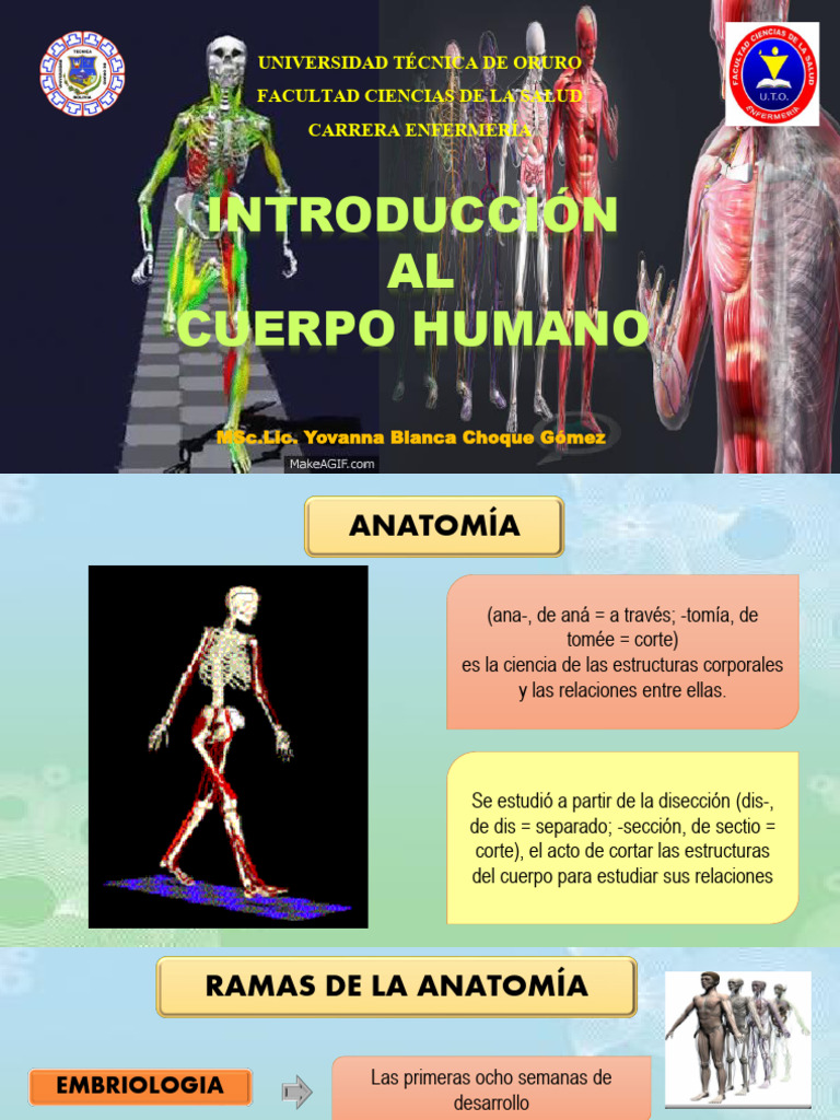 Introduccion Al Cuerpo Humano 2026 | PDF | Términos anatómicos de ...